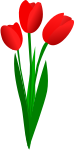 three red tulips
